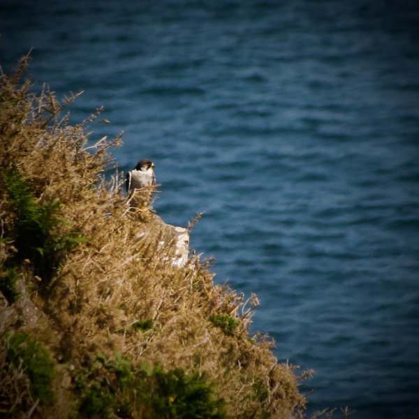 Peregrine Falcon